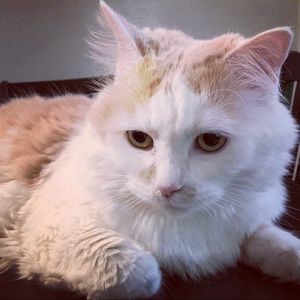 Meet your Posher, Warda